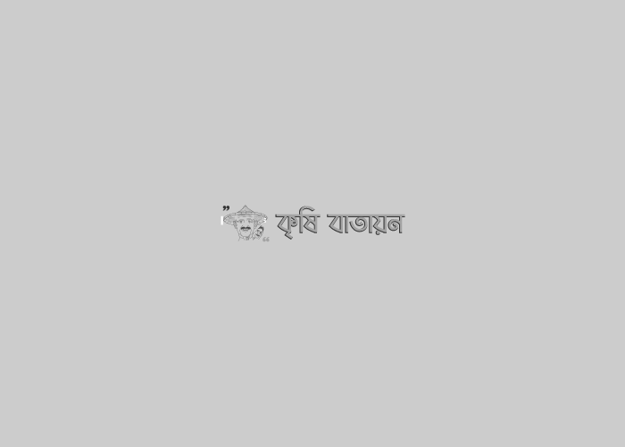 ড্রাগন ফল চাষে আশরাফুজ্জামান সপন সাহেবের সফলতার গল্গ