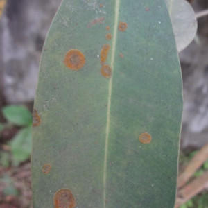 জামের লাল মরিচা রোগ