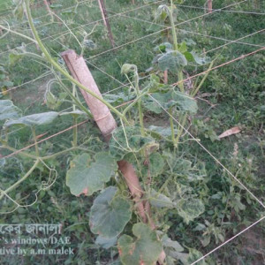 চিচিঙ্গা পাতা কোকড়ানো রোগ