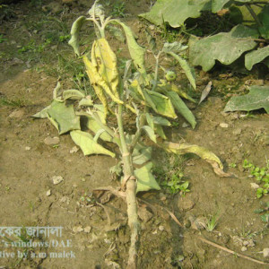বেগুনের ঢলেপড়া রোগ