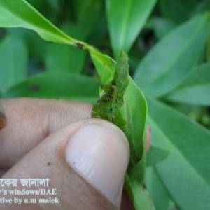 জামের পাতা মোড়ানো পোকা