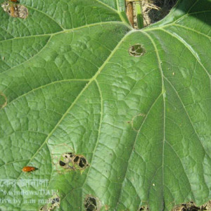 রেড পামকিন বিটল