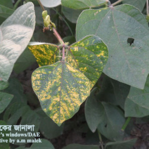 মুগের মোজাইক রোগ